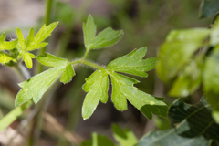 Ranunculus colonorum