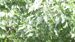 Handroanthus guayacan