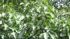 Handroanthus guayacan