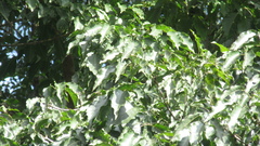 Handroanthus guayacan