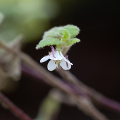 Tremandra diffusa