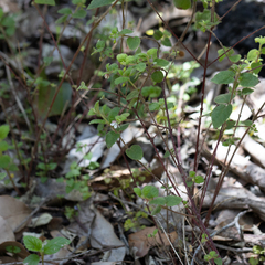 Tremandra diffusa