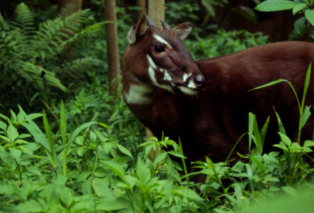 Saola