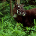 Saola - Photo (c) testerpro, some rights reserved (CC BY-NC)