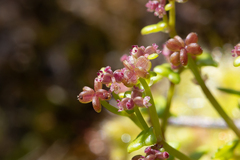 Hydrocotyle alata