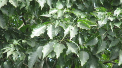 Handroanthus guayacan