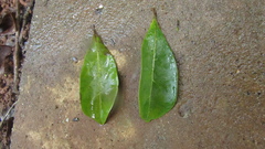 Terminalia amazonia