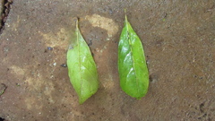 Terminalia amazonia