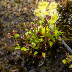 Hydrocotyle alata
