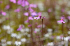 Utricularia multifida