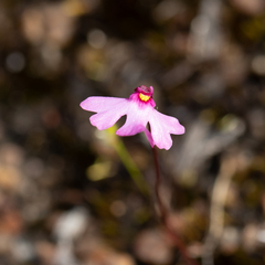 Utricularia multifida