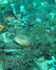 Gymnothorax cribroris