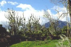 Metrosideros robusta