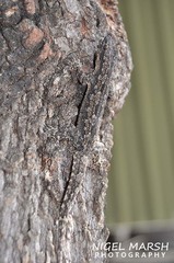 Hemidactylus platyurus