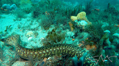 Gymnothorax cribroris