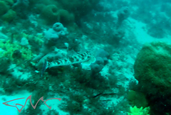 Platycephalus fuscus