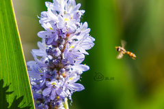 Pontederia cordata