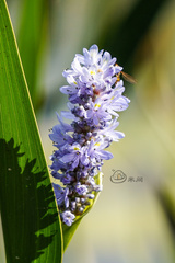 Pontederia cordata