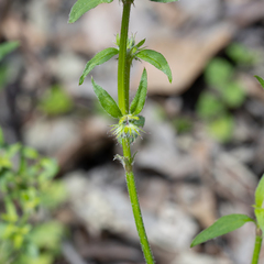 Opercularia hispidula