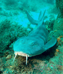 Brachaelurus waddi
