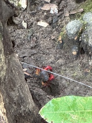 Neosarmatium fourmanoiri