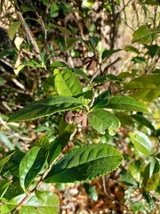 Camellia sinensis