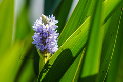 Pontederia cordata