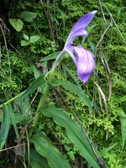 Roscoea purpurea