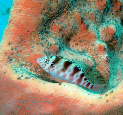 Cirrhitichthys aprinus