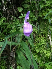 Roscoea purpurea