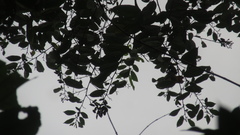 Trichospermum galeottii