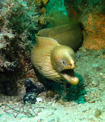 Gymnothorax prasinus