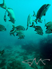 Morwong fuscus