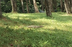 Varanus salvator bivittatus