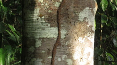 Trichospermum galeottii