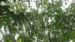 Trichospermum galeottii