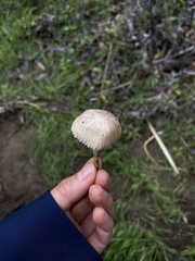 Marasmius albogriseus