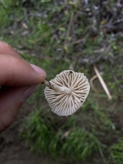 Marasmius albogriseus