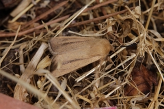 Sesamia nonagrioides