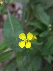 Brassica juncea
