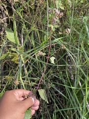 Fleischmannia pycnocephala