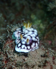 Goniobranchus geometricus