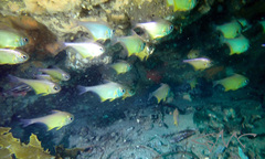 Pempheris affinis
