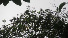 Trichospermum galeottii