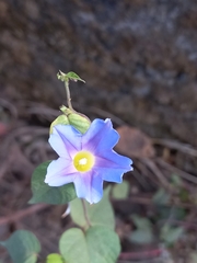 Ipomoea parasitica