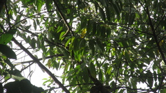 Trichospermum galeottii