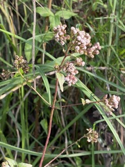 Fleischmannia pycnocephala