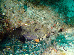 Batrachomoeus dubius