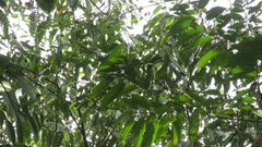 Trichospermum galeottii