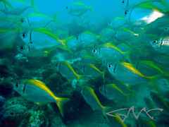 Schuettea scalaripinnis